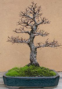 Zelkova